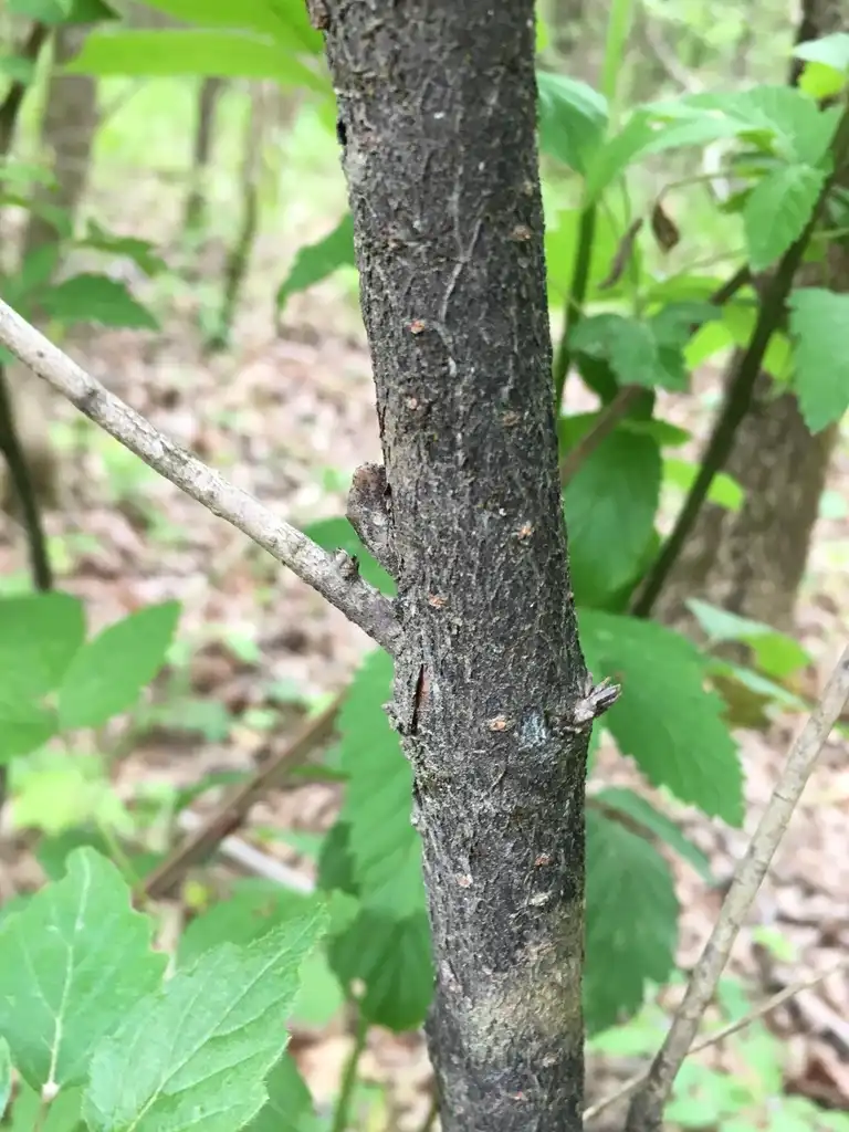 Photo of Viburnum bracteatum - Bark:theo_witsell