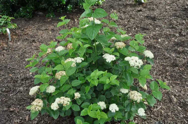Photo of Viburnum bracteatum - Flowers on 'Emerald Luster':JC Raulston Arboretum