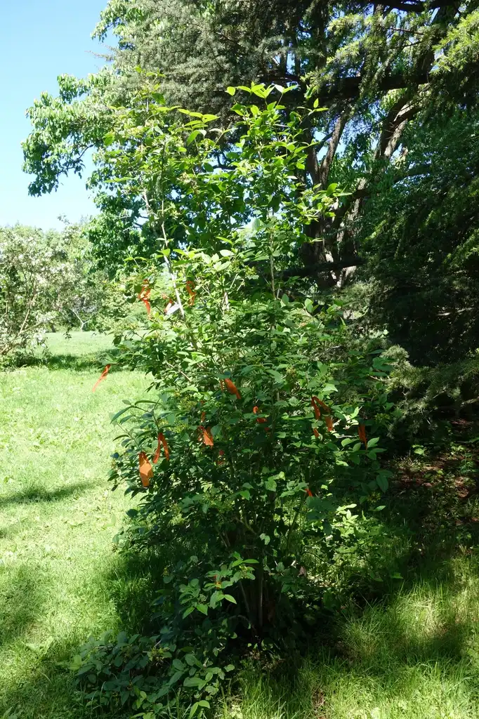 Фото Viburnum burejaeticum (Viburnum burejaeticums)