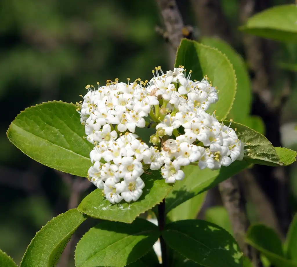 Фото Viburnum burejaeticum (Viburnum burejaeticums)