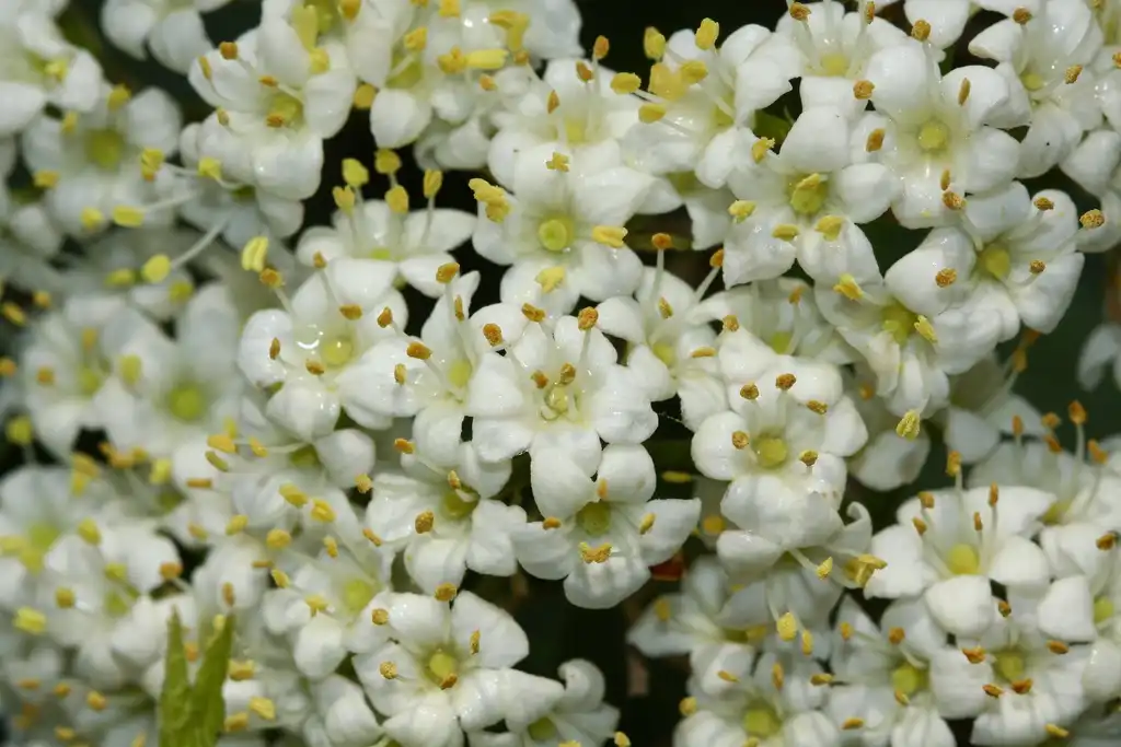Фото Viburnum burejaeticum - Close up of flower:V.S. Volkotrub