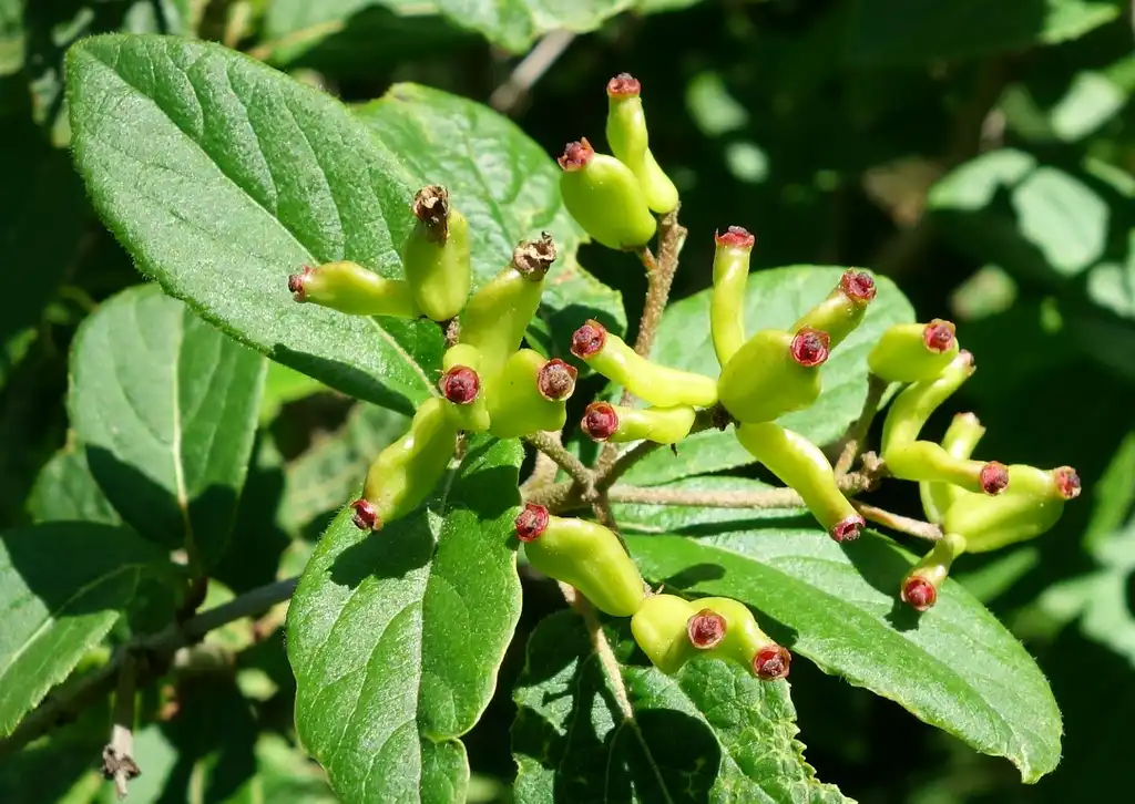 Фото Viburnum burejaeticum - Fruit:Daderot