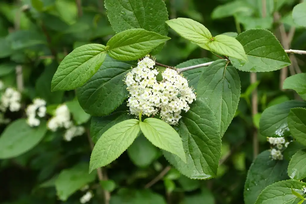 Фото Viburnum burejaeticum - Leaves and flowers:V.S. Volkotrub