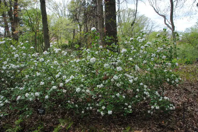 Фото Viburnum carlesii 'Compactum' (Viburnum carlesii 'Compactum's)