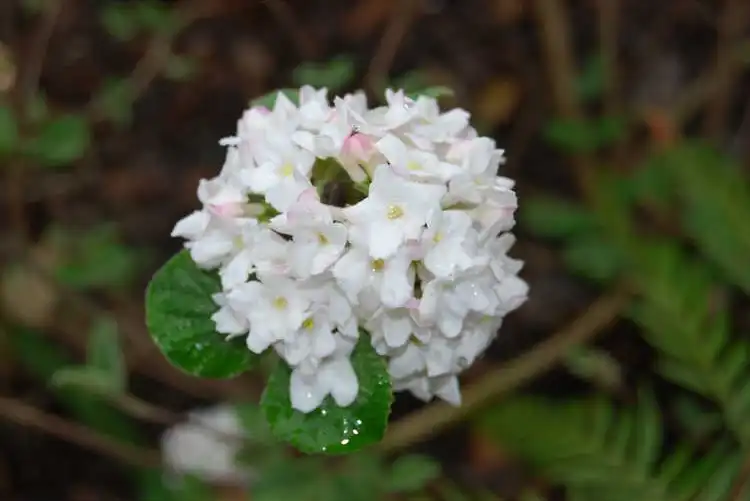 Фото Viburnum carlesii 'Compactum' (Viburnum carlesii 'Compactum's)