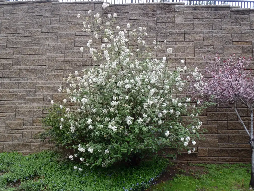 Photo of Viburnum carlesii (Viburnum carlesiis)