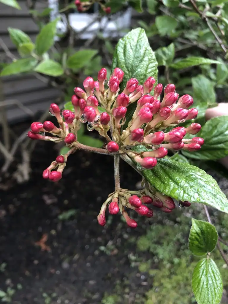 Photo of Viburnum carlesii (Viburnum carlesiis)