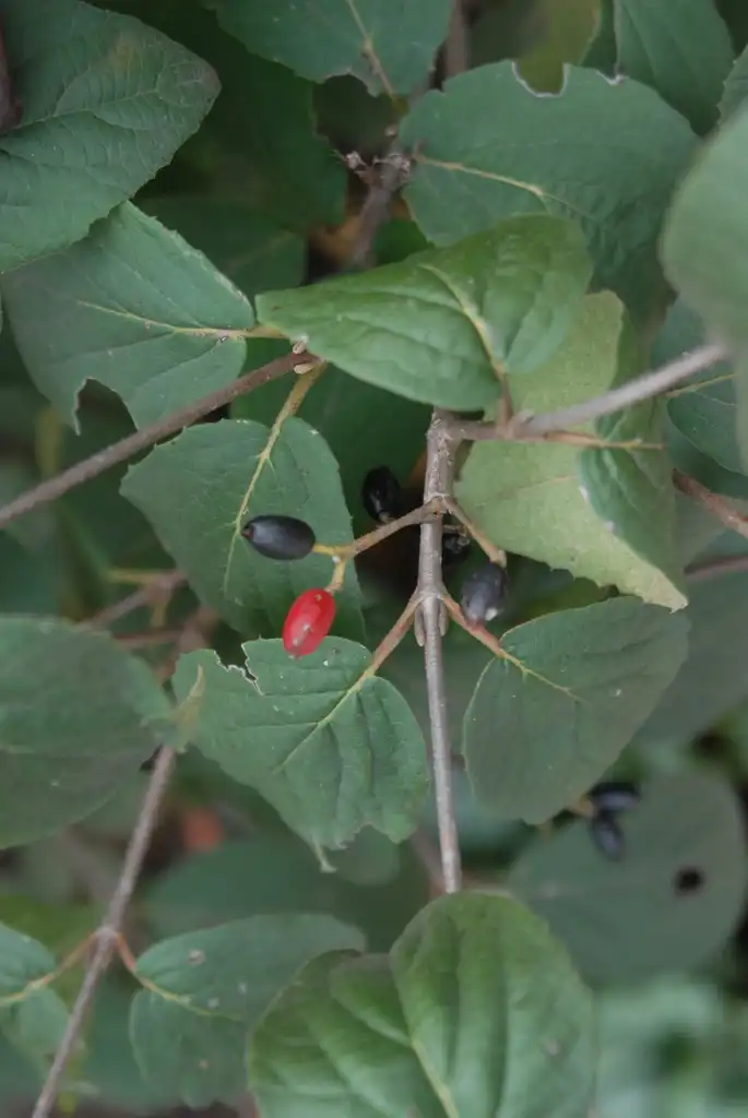Photo of Viburnum carlesii - Fruit and Leaf:Jim Robbins