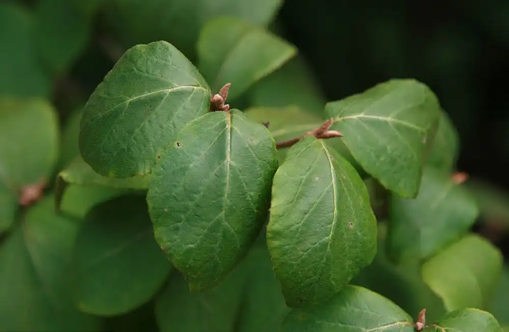 Photo of Viburnum carlesii - Leaves:David J. Stang