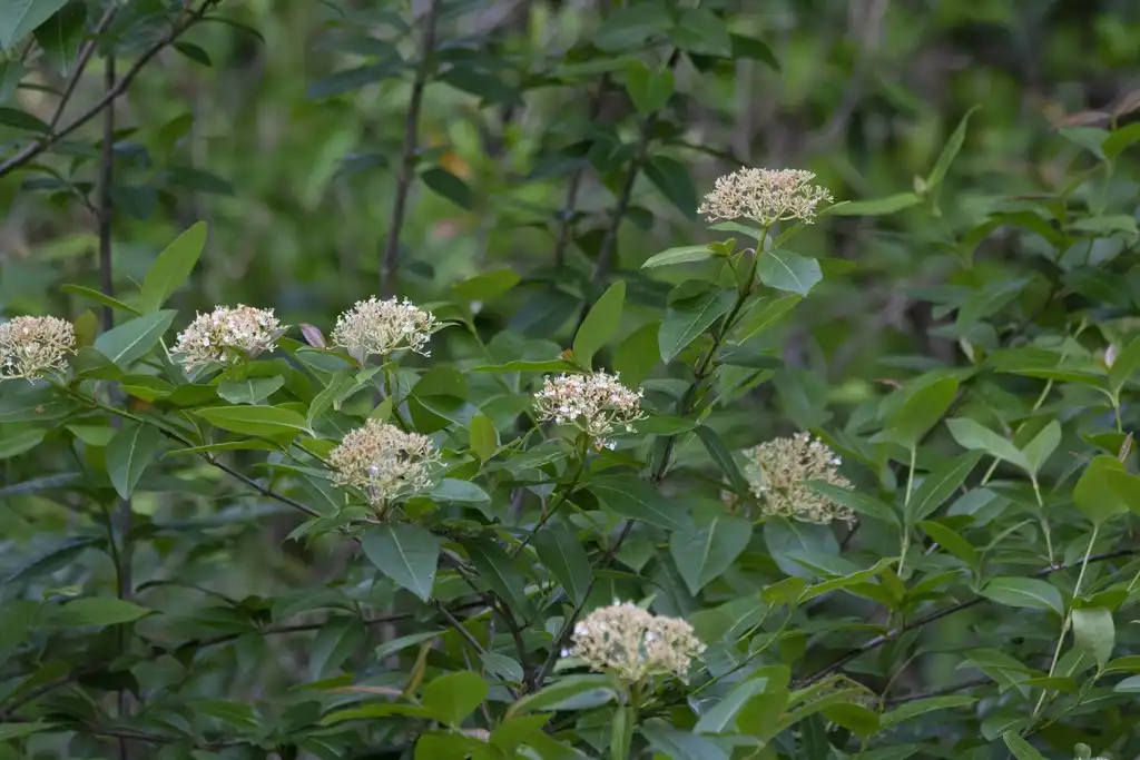 Foto de Viburnum cassinoides (Viburnum cassinoidess)