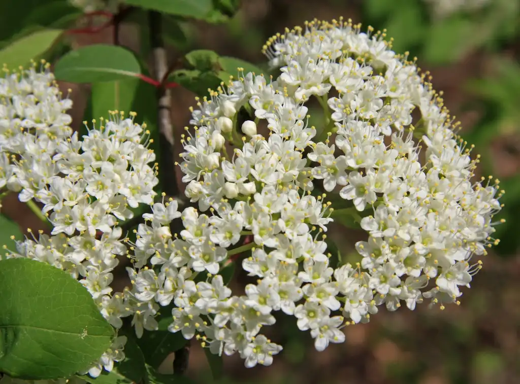 Foto de Viburnum cassinoides (Viburnum cassinoidess)