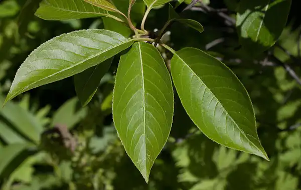 Foto de Viburnum cassinoides - Leaves:Kent McFarland
