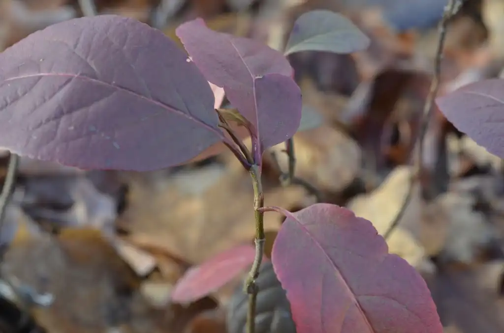 Foto de Viburnum cassinoides - Fall color:Ludo Leclerc