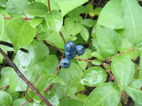 Foto de Viburnum cassinoides - Fruit:Homer Edward Price