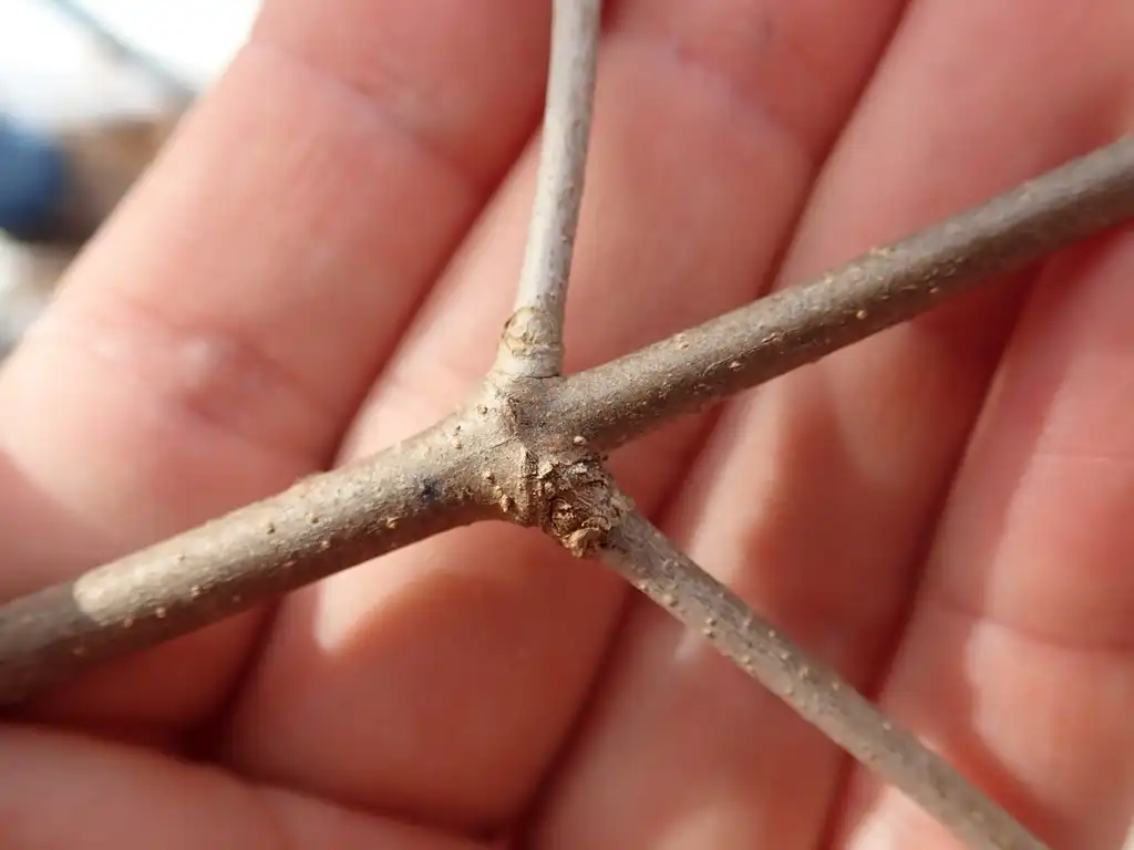 Foto de Viburnum cassinoides - Stem:Evan Raskin