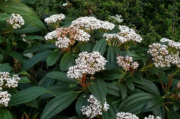 Photo of Viburnum davidii (Viburnum davidiis)