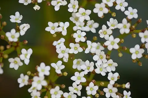 Photo of Viburnum davidii (Viburnum davidiis)