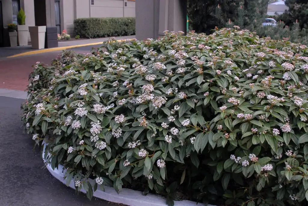 Photo of Viburnum davidii - In the landscape:Jim Robbins