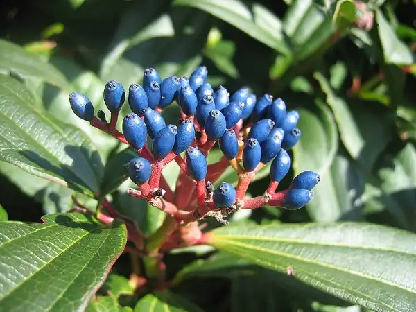 Photo of Viburnum davidii - Blue drupe fruits on red stems:Tim Walker