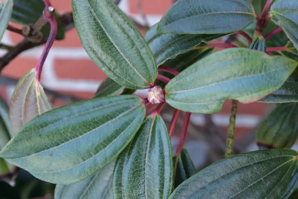 Photo of Viburnum davidii - Leaf closeup:Sten Porse