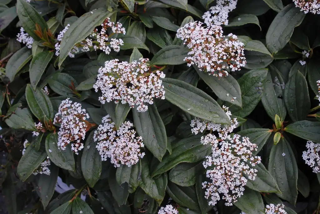 Photo of Viburnum davidii - Flower and Leaf:Jim Robbins