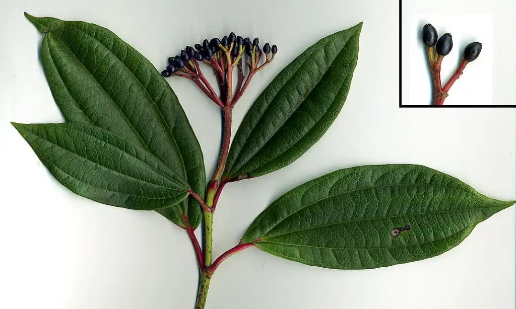 Photo of Viburnum davidii - Stem, leaves, fruit:MPF at English Wikipedia