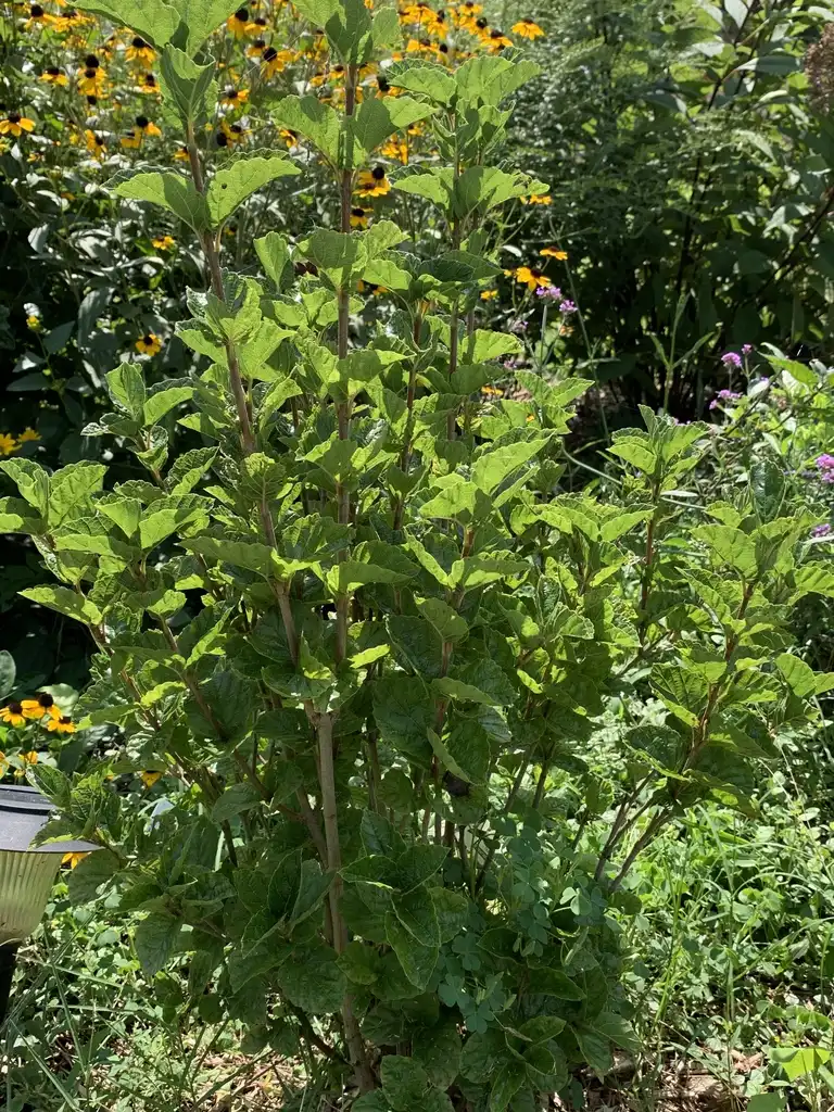 Foto de Viburnum dentatum var. deamii 'SMVDBL' ALL THAT GLITTERS® (Viburnum dentatum var. deamii 'SMVDBL' ALL THAT GLITTERS®s)