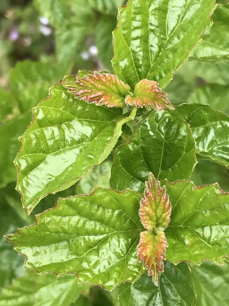 Foto de Viburnum dentatum var. deamii 'SMVDBL' ALL THAT GLITTERS® (Viburnum dentatum var. deamii 'SMVDBL' ALL THAT GLITTERS®s)
