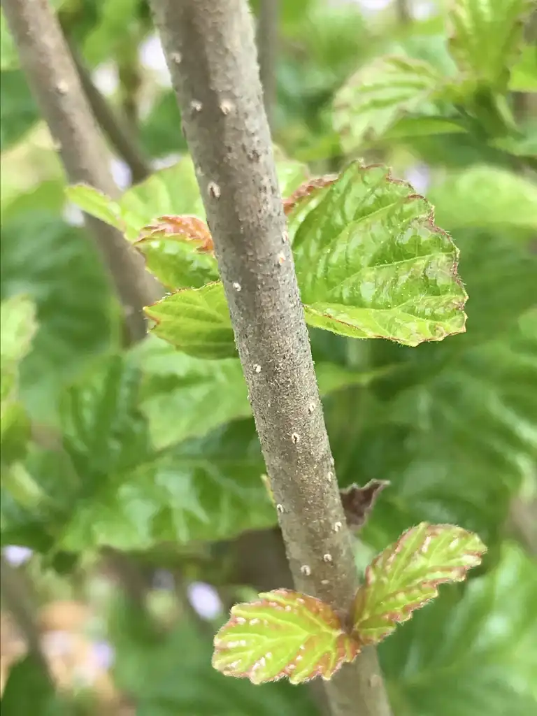 Foto de Viburnum dentatum var. deamii 'SMVDBL' ALL THAT GLITTERS® - Stem:K. Andre