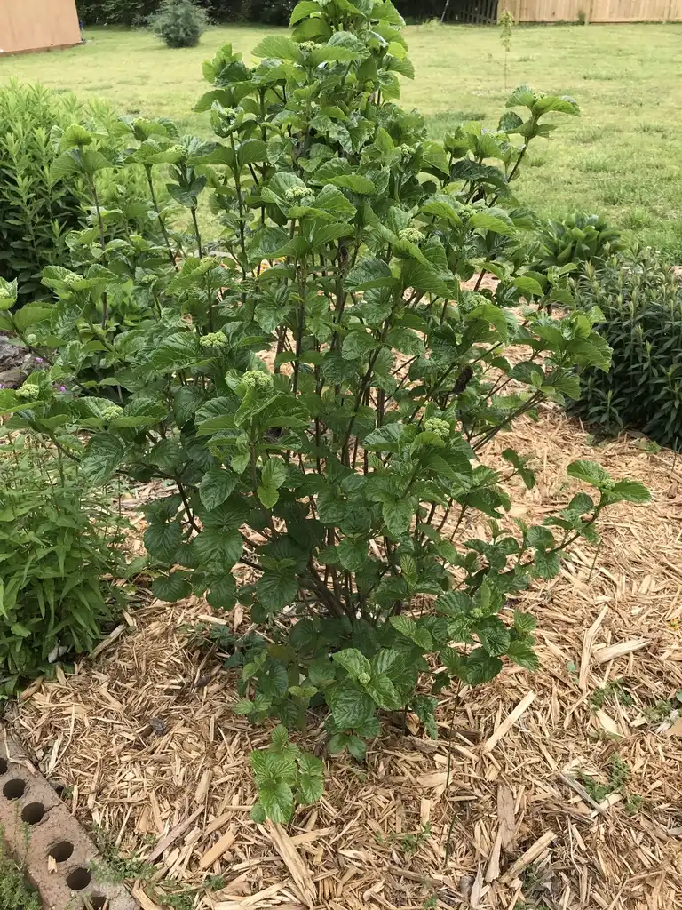 Фото Viburnum dentatum var. deamii 'SMVDBL' ALL THAT GLOWS® (Viburnum dentatum var. deamii 'SMVDBL' ALL THAT GLOWS®s)