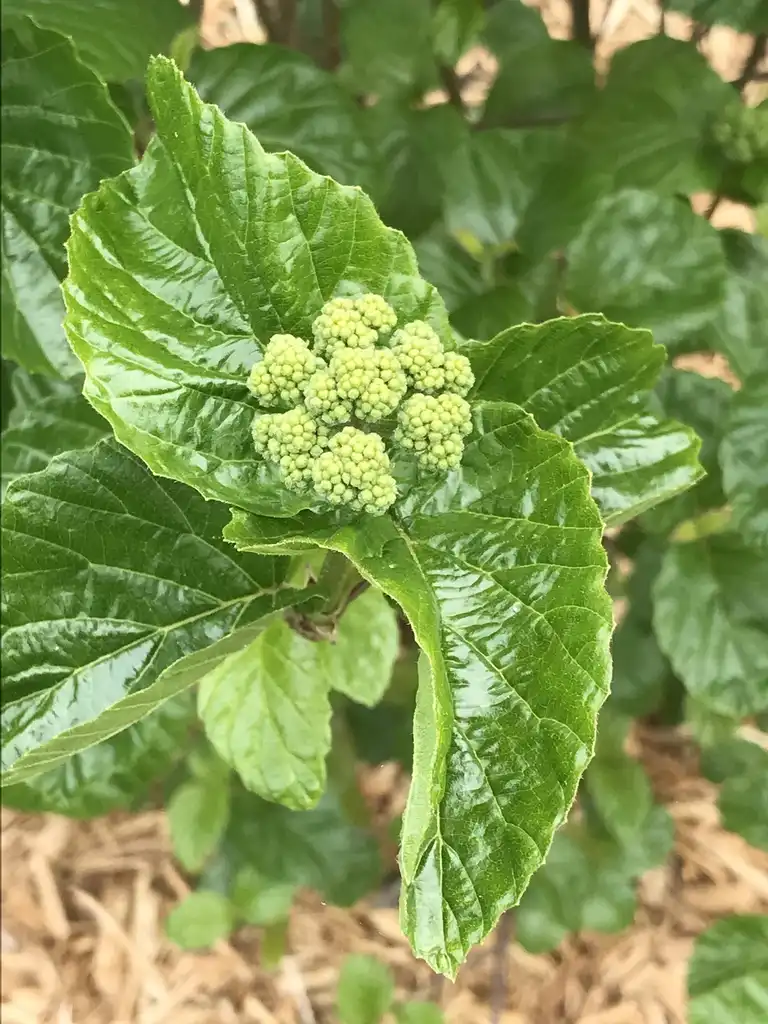 Фото Viburnum dentatum var. deamii 'SMVDBL' ALL THAT GLOWS® (Viburnum dentatum var. deamii 'SMVDBL' ALL THAT GLOWS®s)