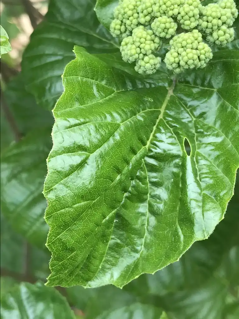 Фото Viburnum dentatum var. deamii 'SMVDBL' ALL THAT GLOWS® - Leaf closeup:K. Andre