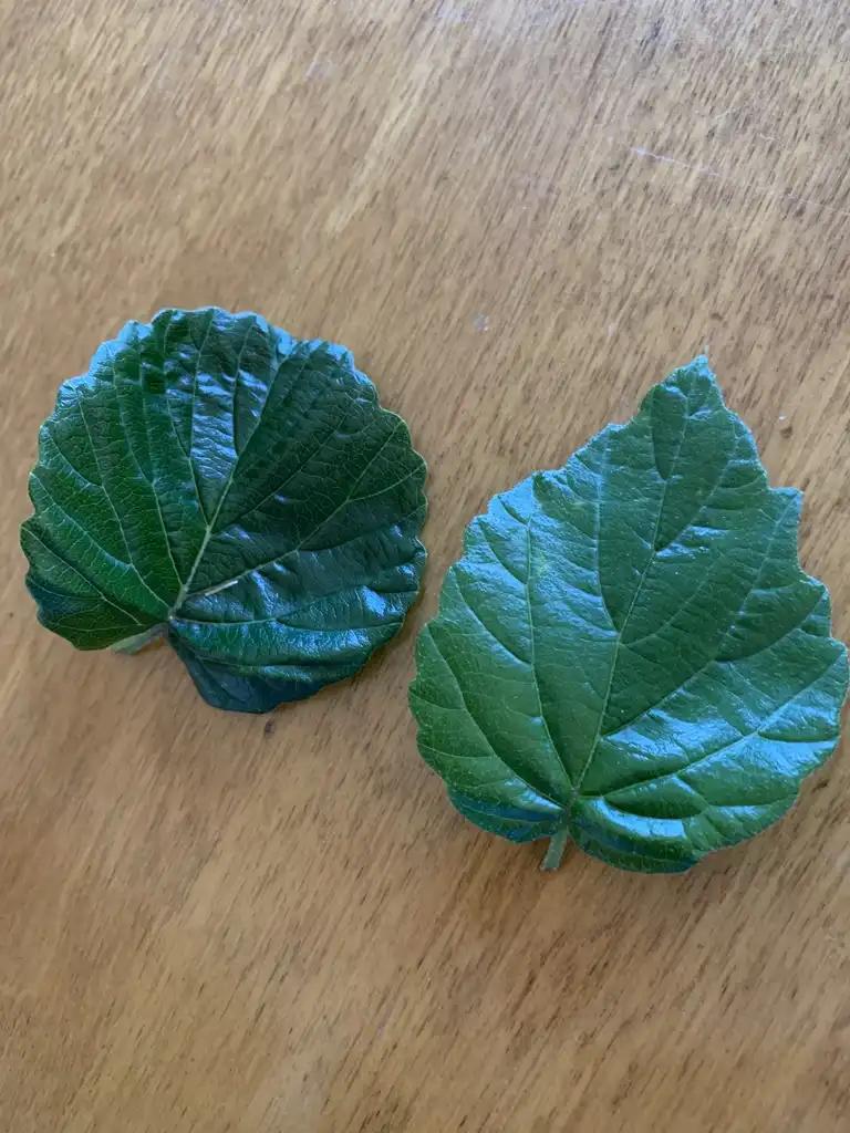 Фото Viburnum dentatum var. deamii 'SMVDBL' ALL THAT GLOWS® - Leaf shapes:K. Andre