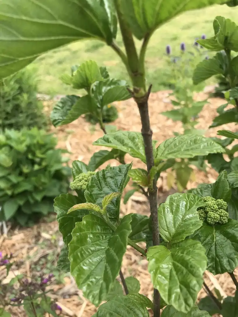 Фото Viburnum dentatum var. deamii 'SMVDBL' ALL THAT GLOWS® - Stem:K. Andre