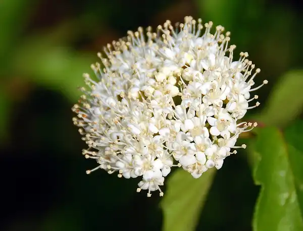 Foto de Viburnum dentatum (Viburnum dentatums)