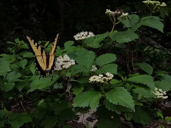 Foto de Viburnum dentatum (Viburnum dentatums)