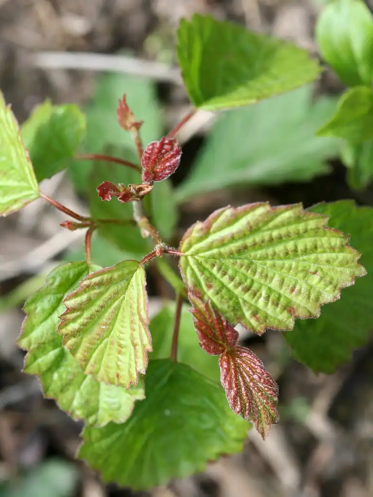 Foto de Viburnum dentatum - Leaves and new growth:R. A. Nonenmacher