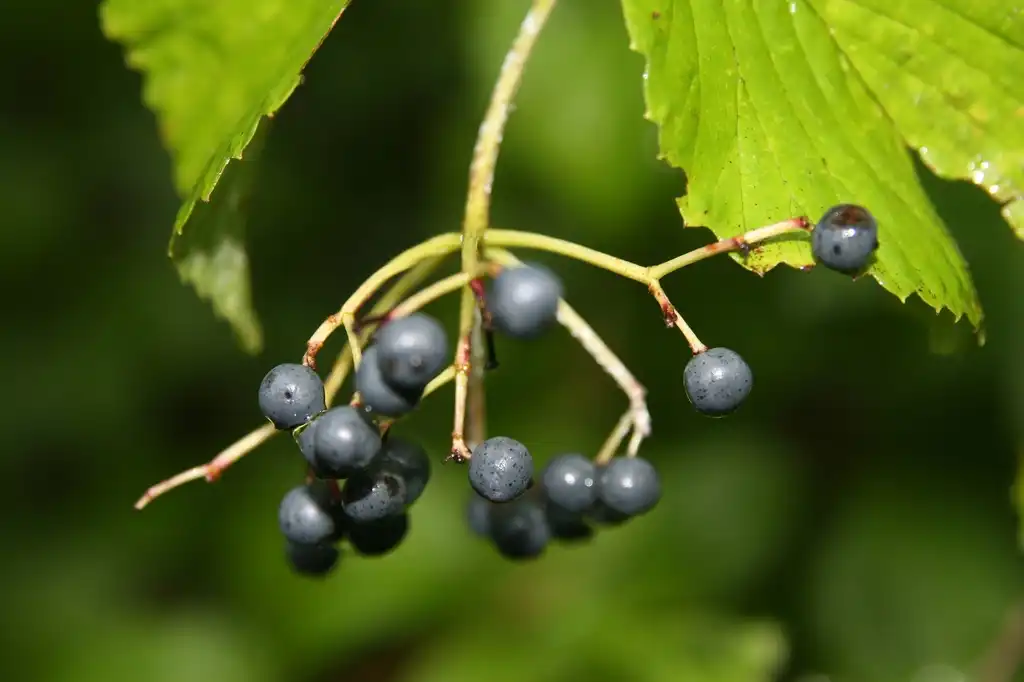 Foto de Viburnum dentatum - Fruits:David J. Stang