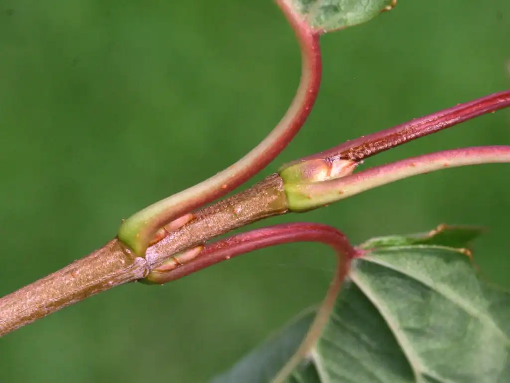 Foto de Viburnum dentatum - Stem and bud:Vojtěch Zavadil