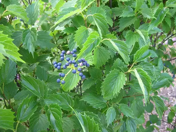 Foto de Viburnum dentatum - Leaves and fruit:uacescomm