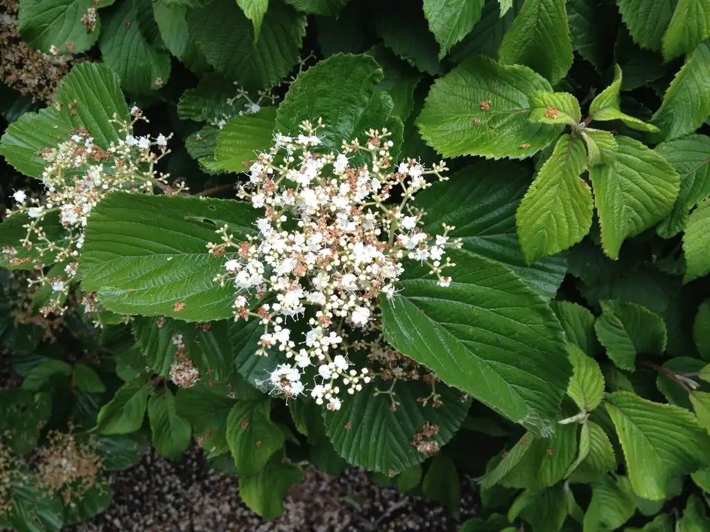 Foto de Viburnum dentatum - 'CA Hildebrants' Flower and Leaves:Jim Robbins