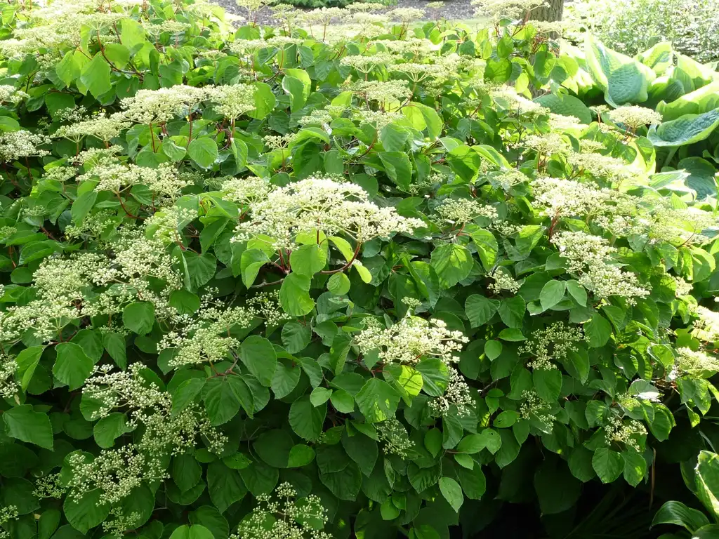 Foto de Viburnum dilatatum 'Oneida' (Viburnum dilatatum 'Oneida's)