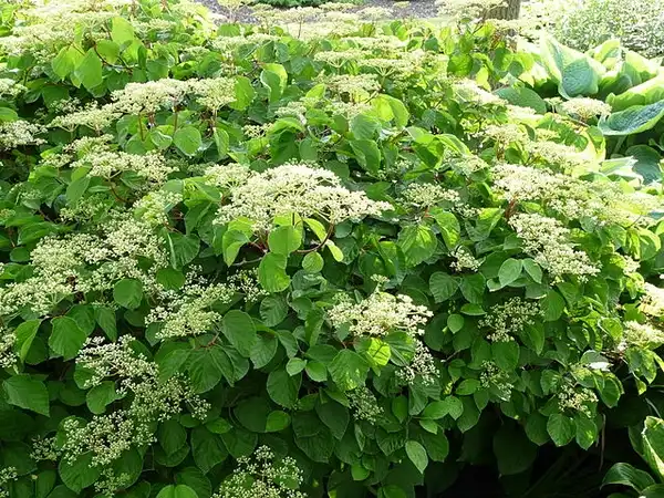 Photo of Viburnum dilatatum (Viburnum dilatatums)
