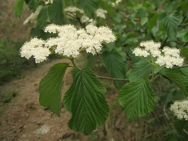 Photo of Viburnum dilatatum (Viburnum dilatatums)