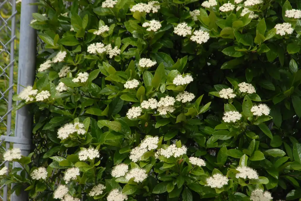 Photo of Viburnum dilatatum - 'Iroquois' Flower and Leaves (Ashville, NC):Jim Robbins