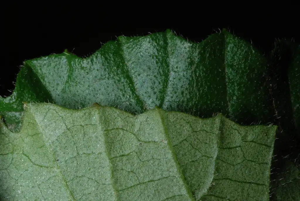 Photo of Viburnum dilatatum - (Greensboro, NC)-Late Summer:Douglas Goldman, USDA