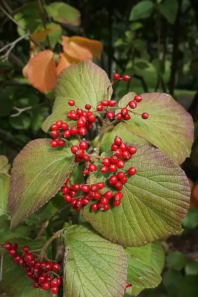 Photo of Viburnum dilatatum - Fruit and fall color:Plant Image Library