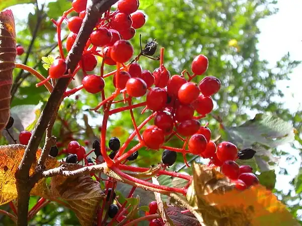 Photo of Viburnum dilatatum - Fruit, red turning black:GFDL