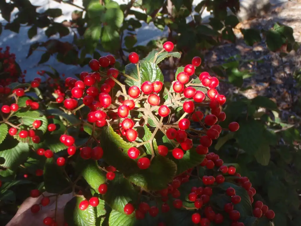 Photo of Viburnum dilatatum - 'Mt Airy' Fruit and Leaf:Jim Robbins