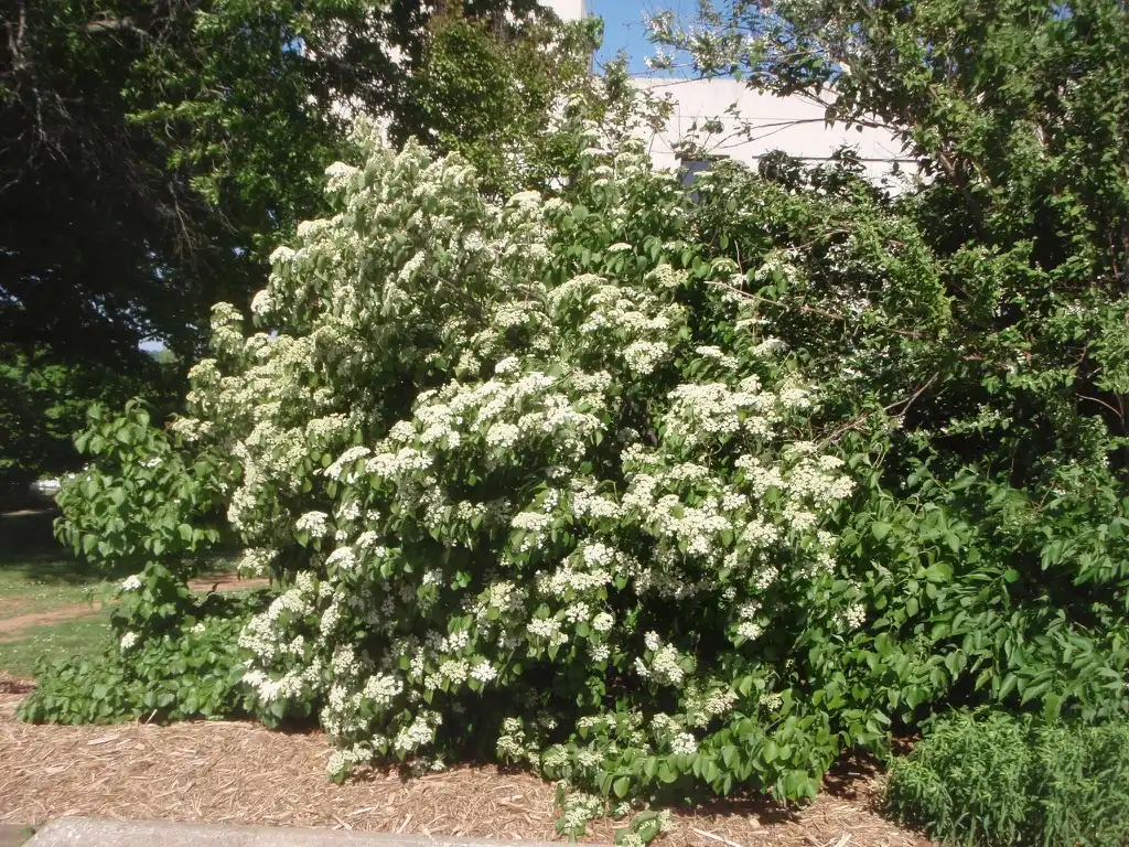 Photo of Viburnum dilatatum - 'Mt Airy' Form:Jim Robbins